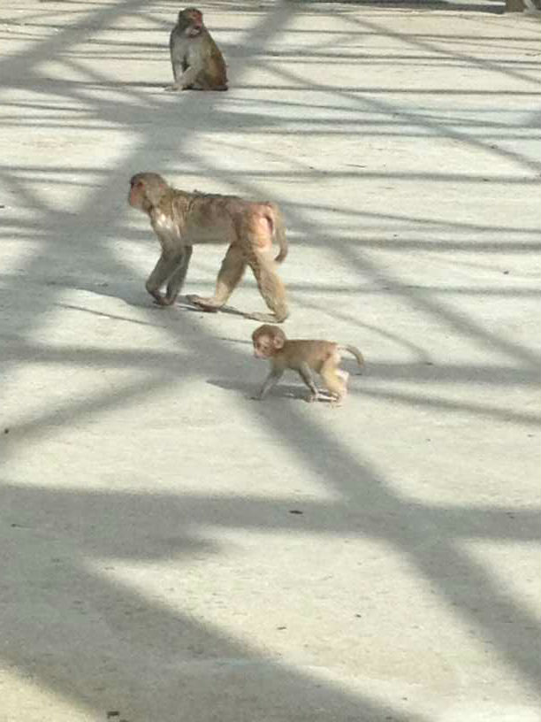 小猴子.jpg